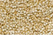 QUINOA