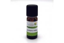 EUCALYPTUS RADIATA 10ML HE BONESCIENT
