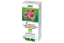 ECHINACEE SALUS