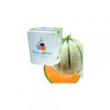 SORBET MELON