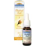 BOURGEON DE MARRONNIER